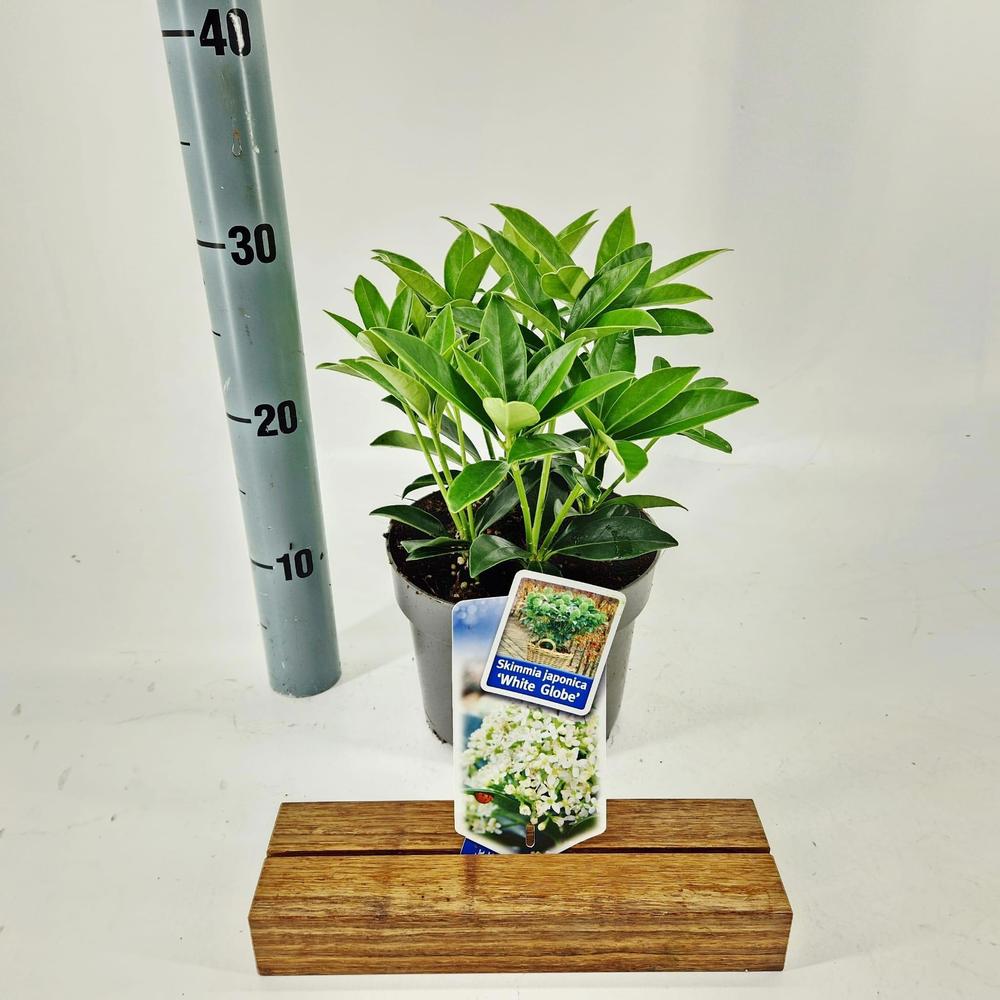Skimmia jap. White Globe® ('FM1'PBR).