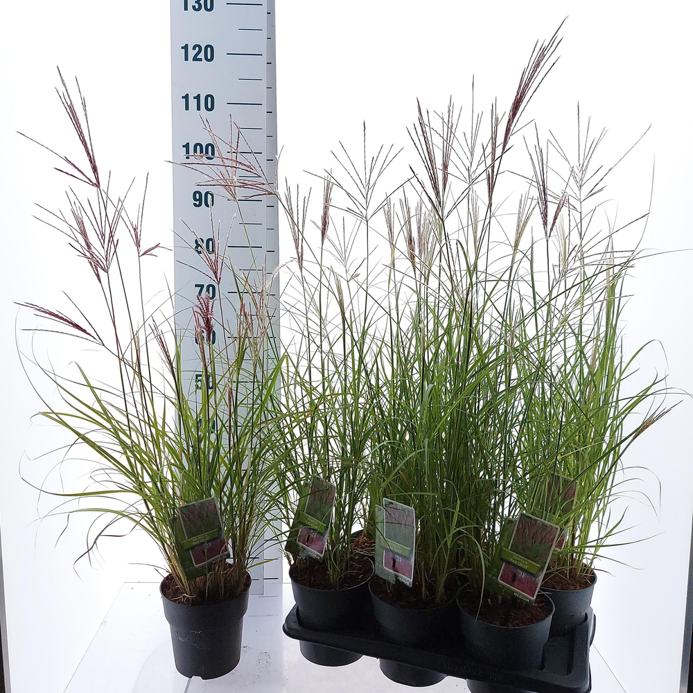 Miscanthus sin. 'Red Chief'.