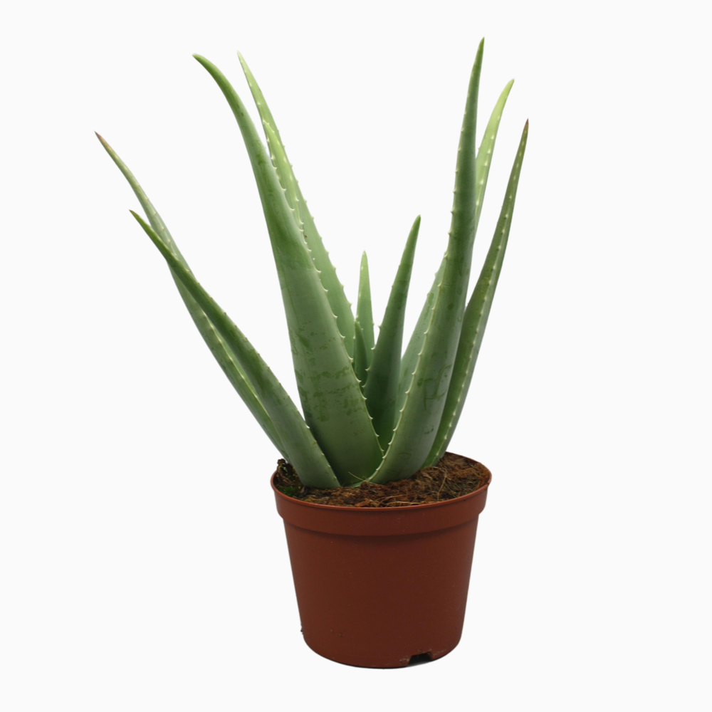 Aloë vera 21 cm.