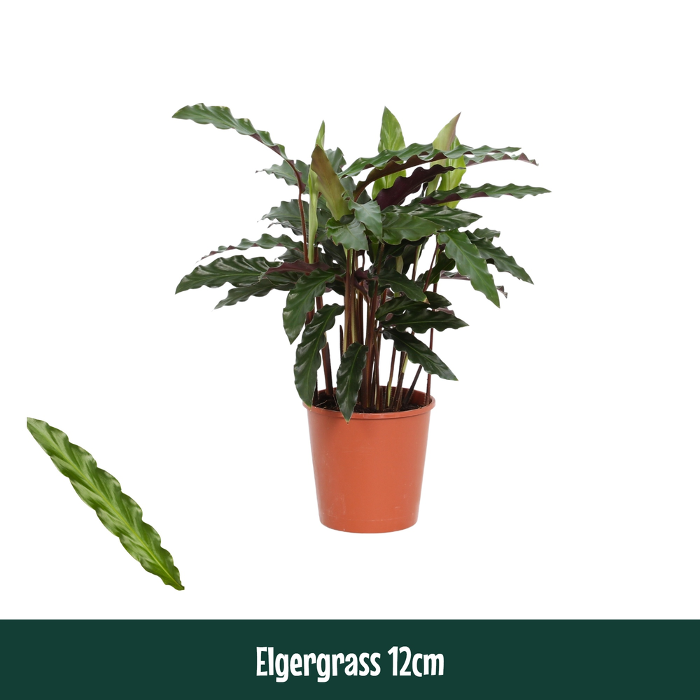 Calathea 12cm Elgergrass.