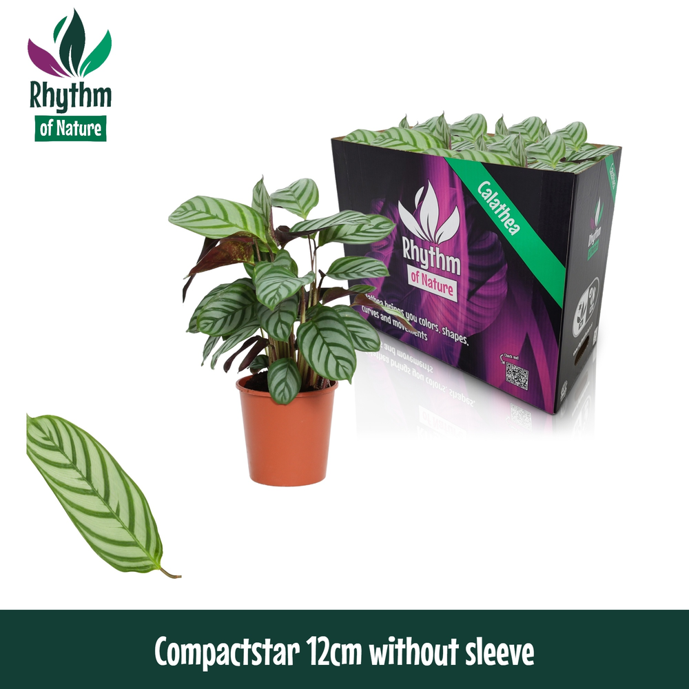 Calathea 12cm Compactstar Rhythm of Nature zonder .