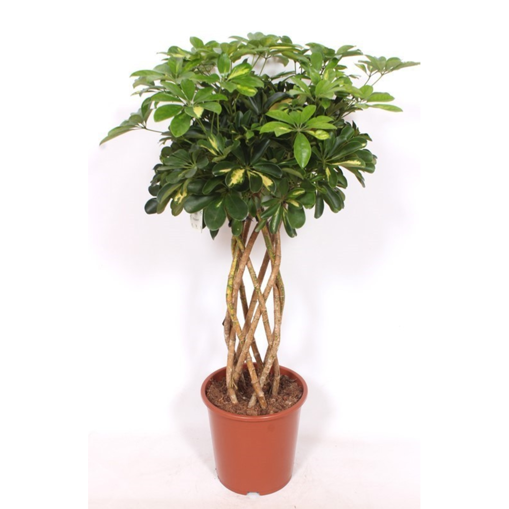 Schefflera Gold Capella.