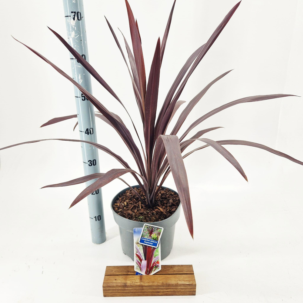 Cordyline obtecta Superstar ('Albatross'PBR).