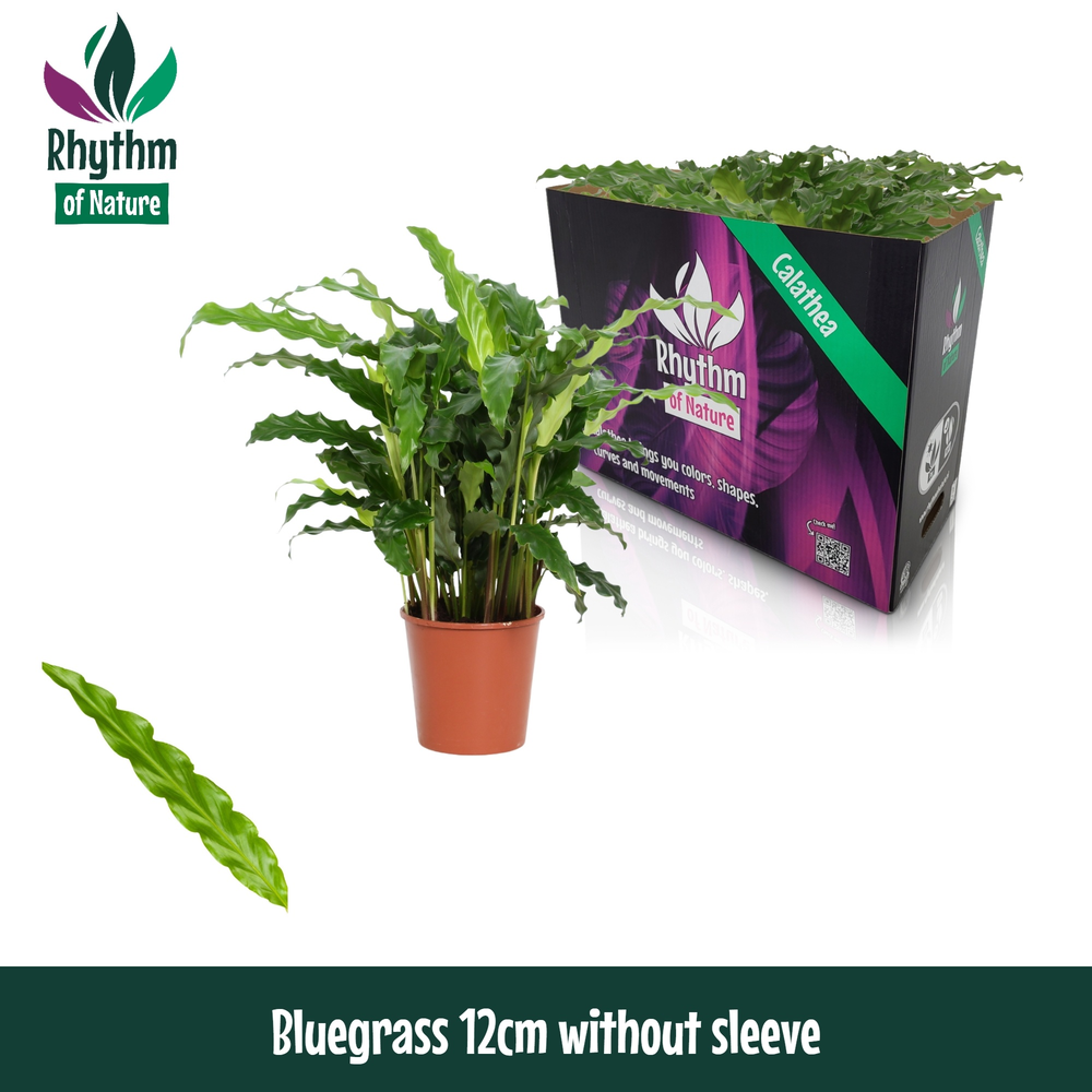Calathea 12cm Bluegrass Rhythm of Nature zonder ho.