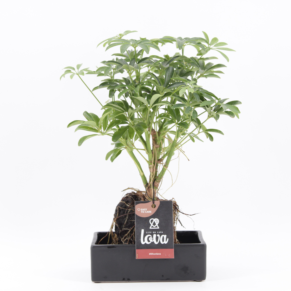 Lova Schefflera.