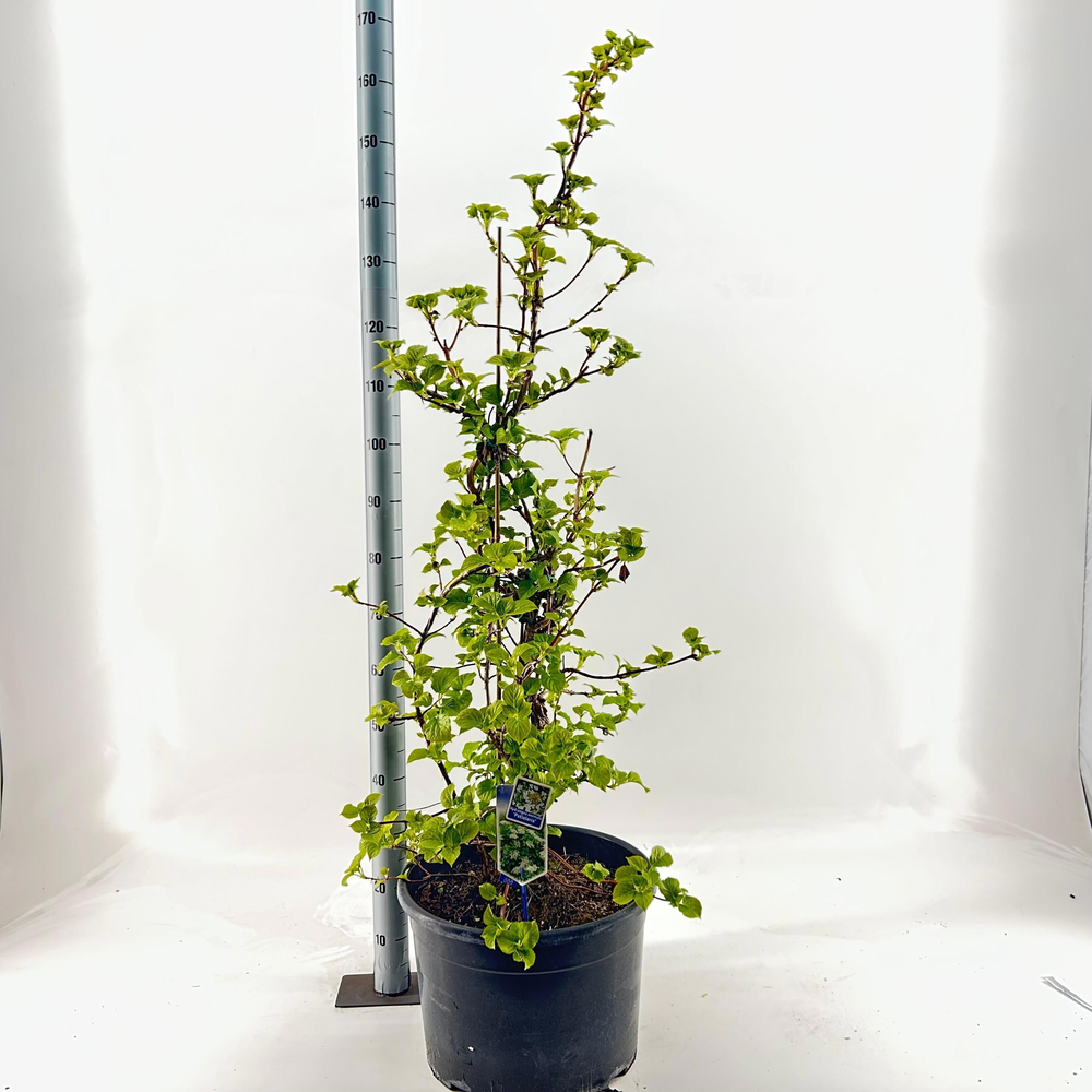 Hydrangea anomala petiolaris --gestokt 130 cm.