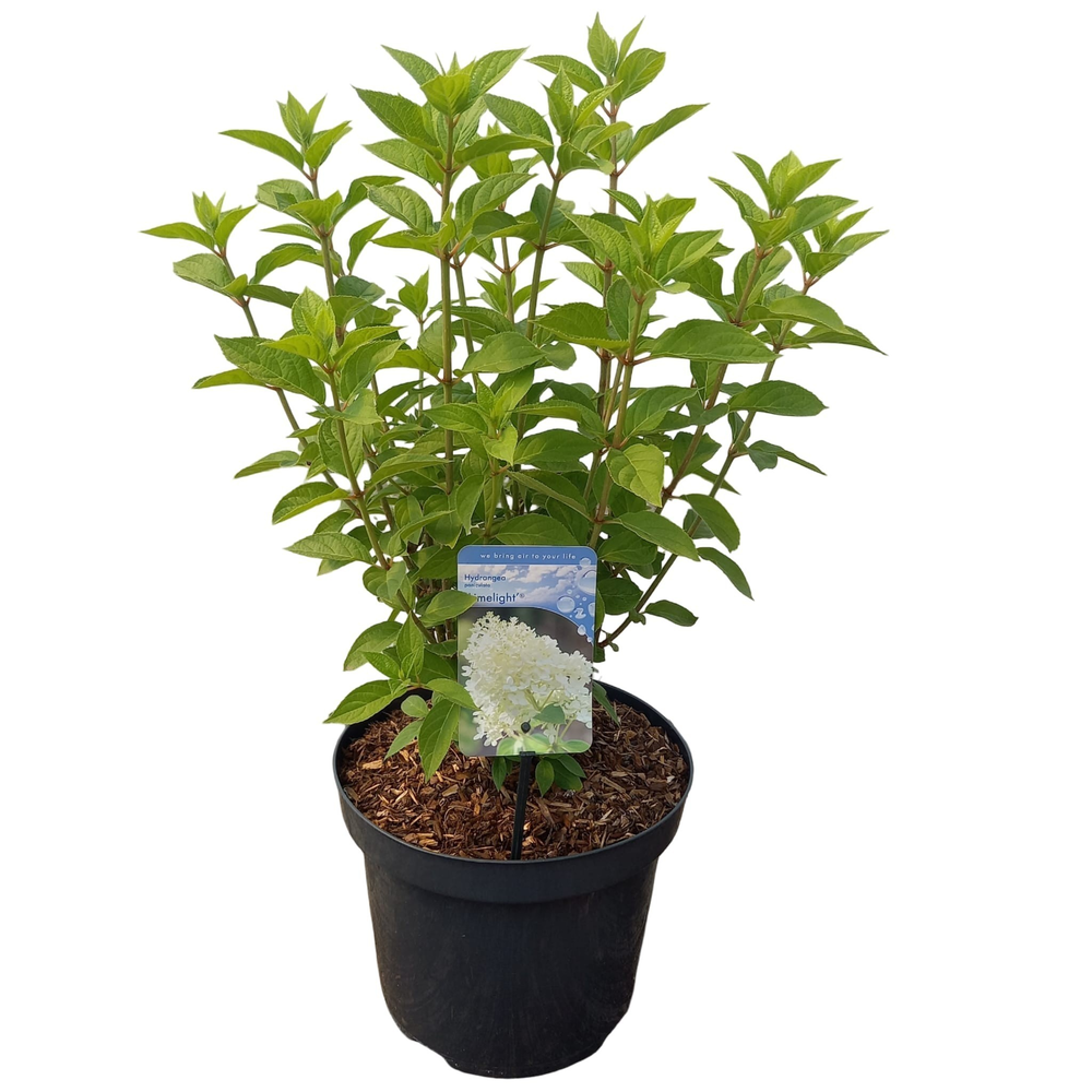 Hydrangea pan. ‘Limelight’® PBR.