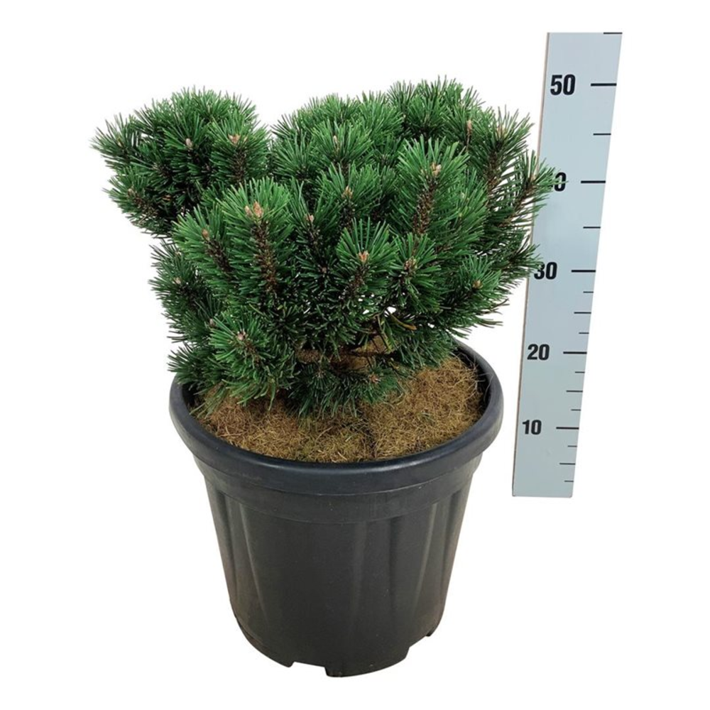 Pinus mugo 'Limerick'.