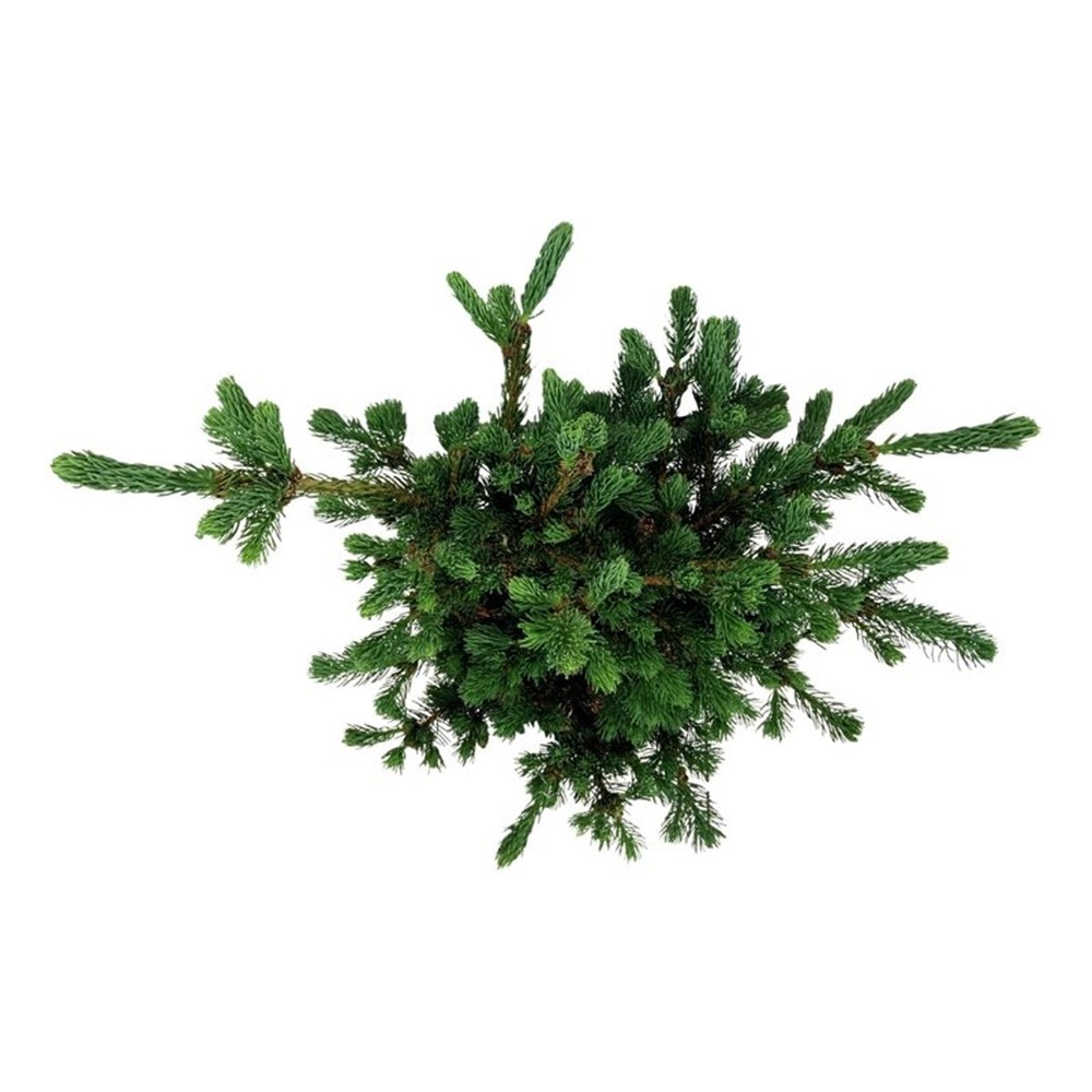 Picea pung. 'Lucky Strike'.