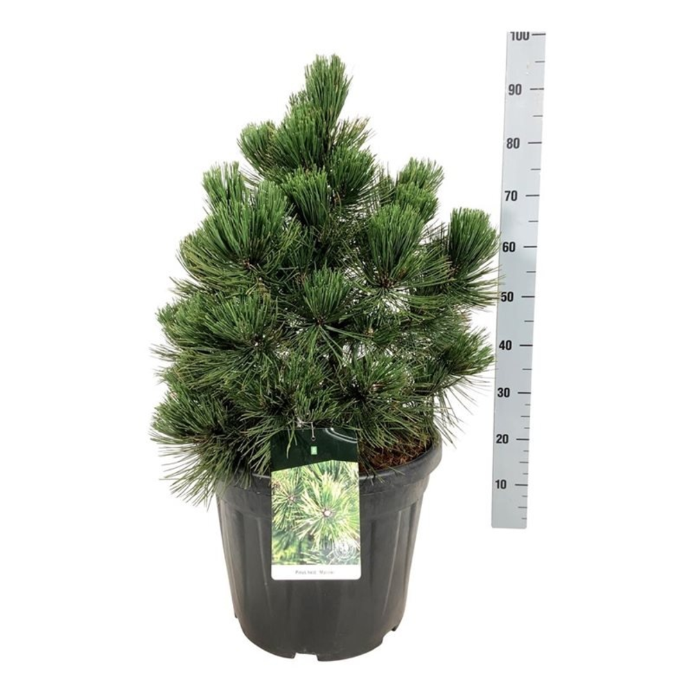 Pinus held. 'Malinki'.