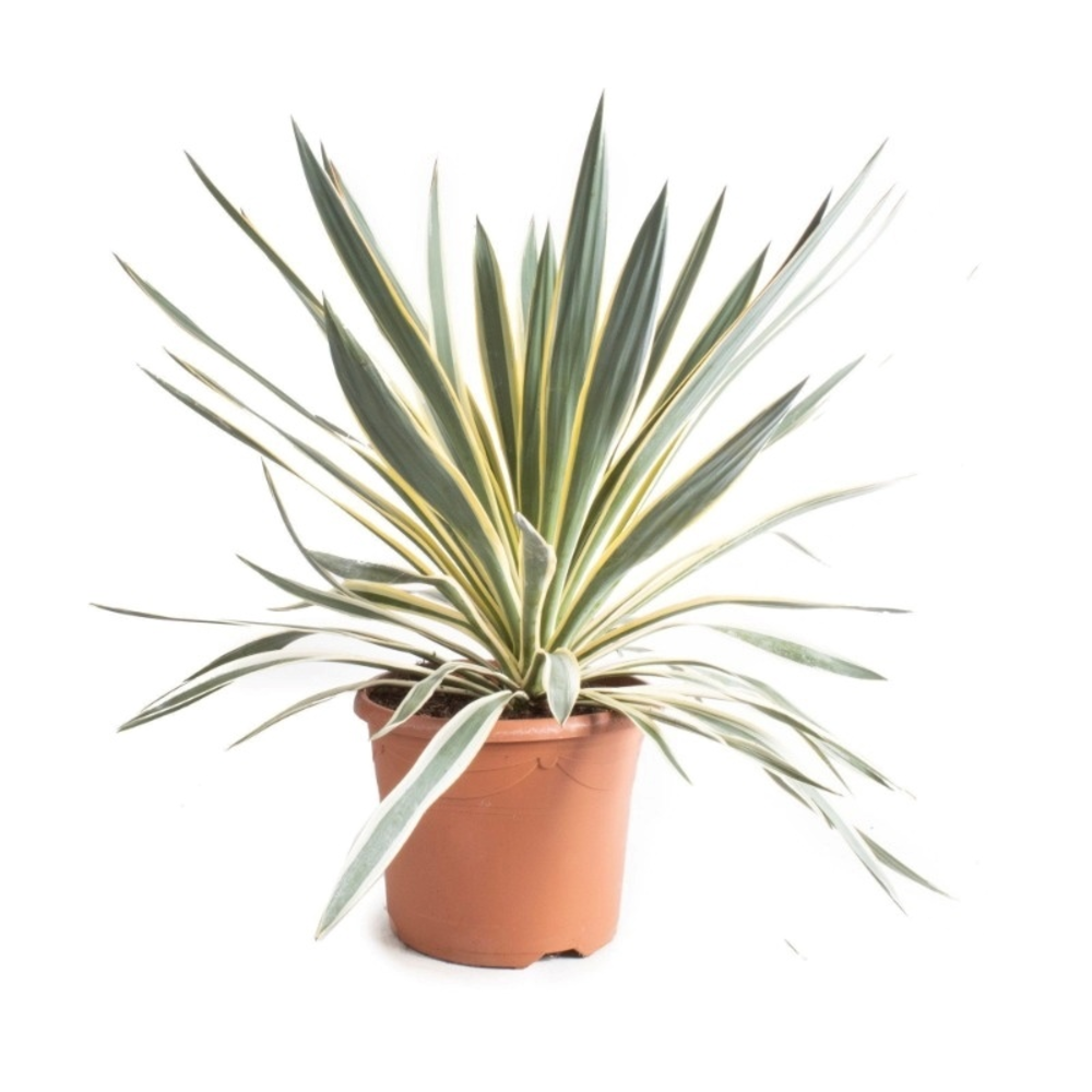 Yucca gloriosa Variegata.