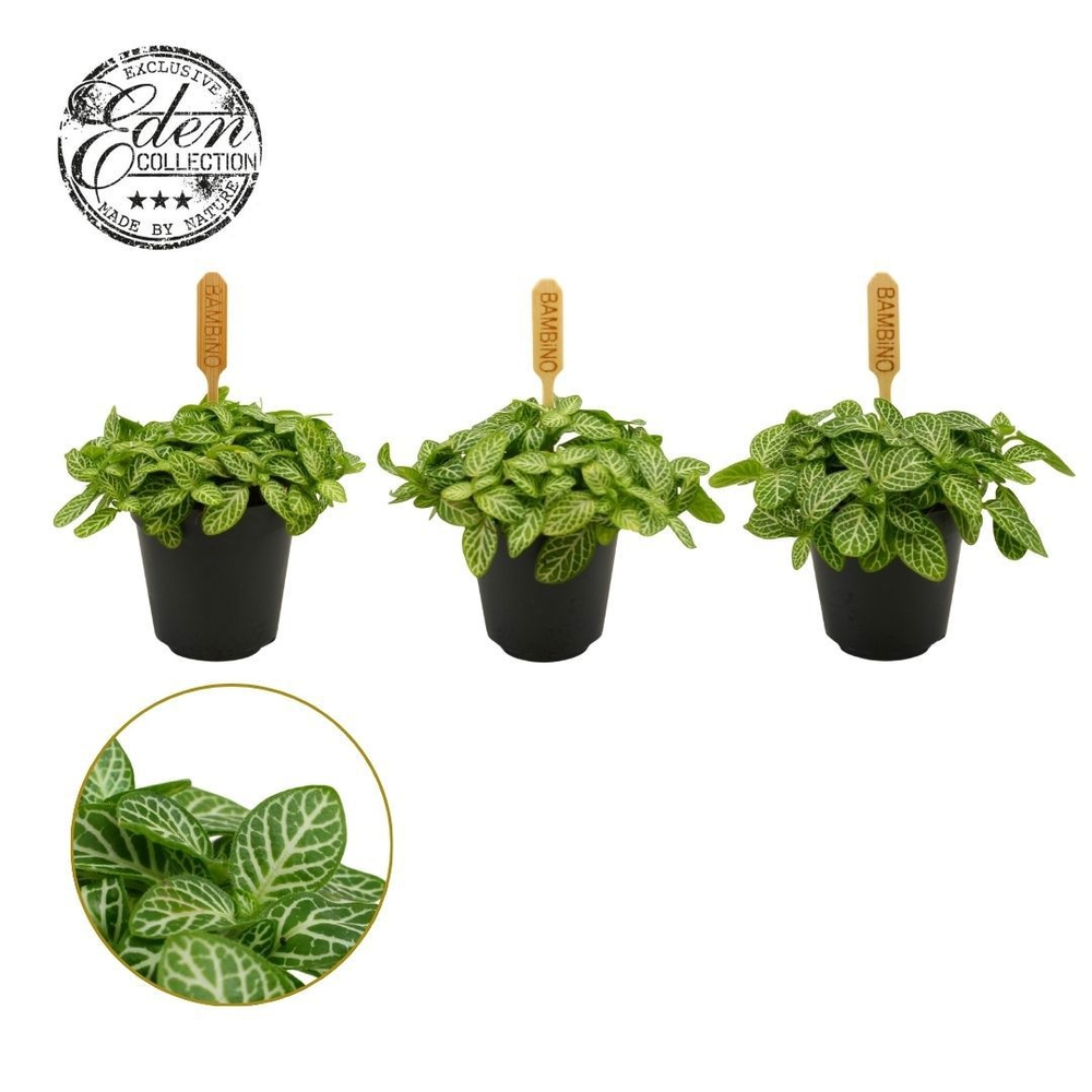 Fittonia Verschaffeltii 5,5cm.