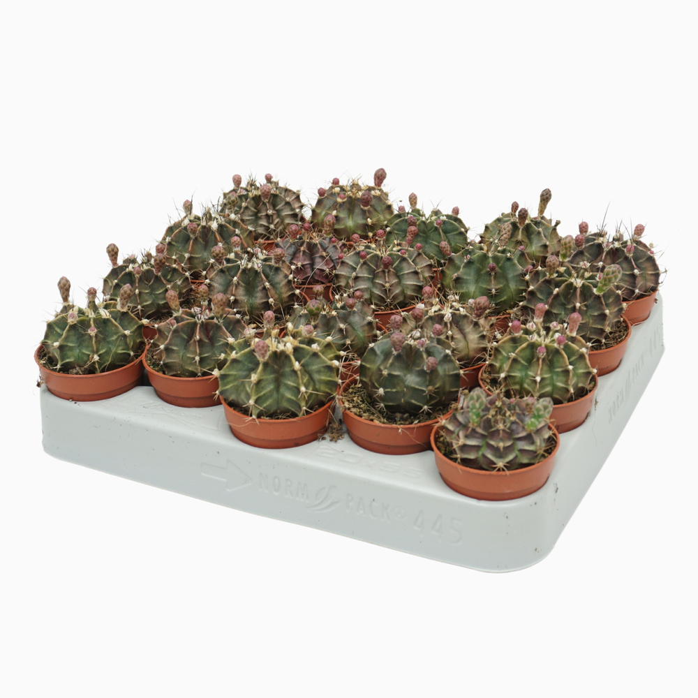 Gymnocalycium mihanovichii 5,5 cm bloeiend.
