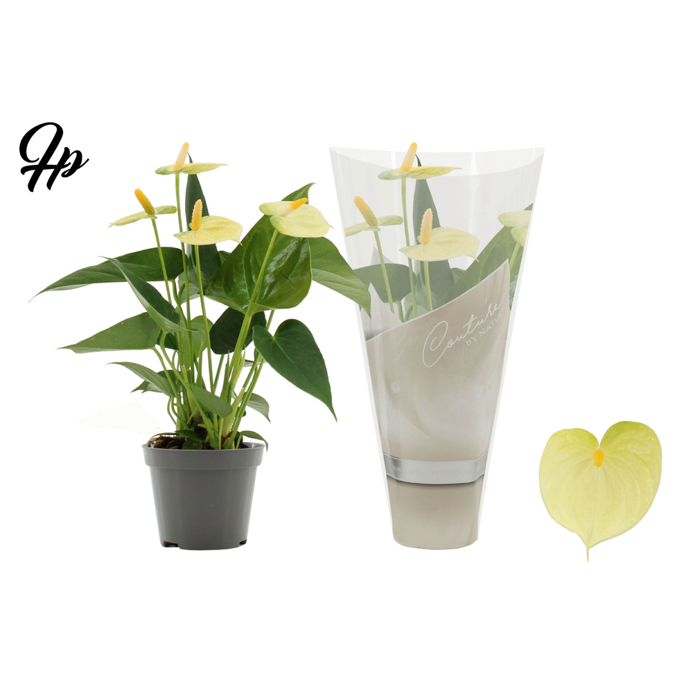 Anthurium Vanilla in Couture sleeve.