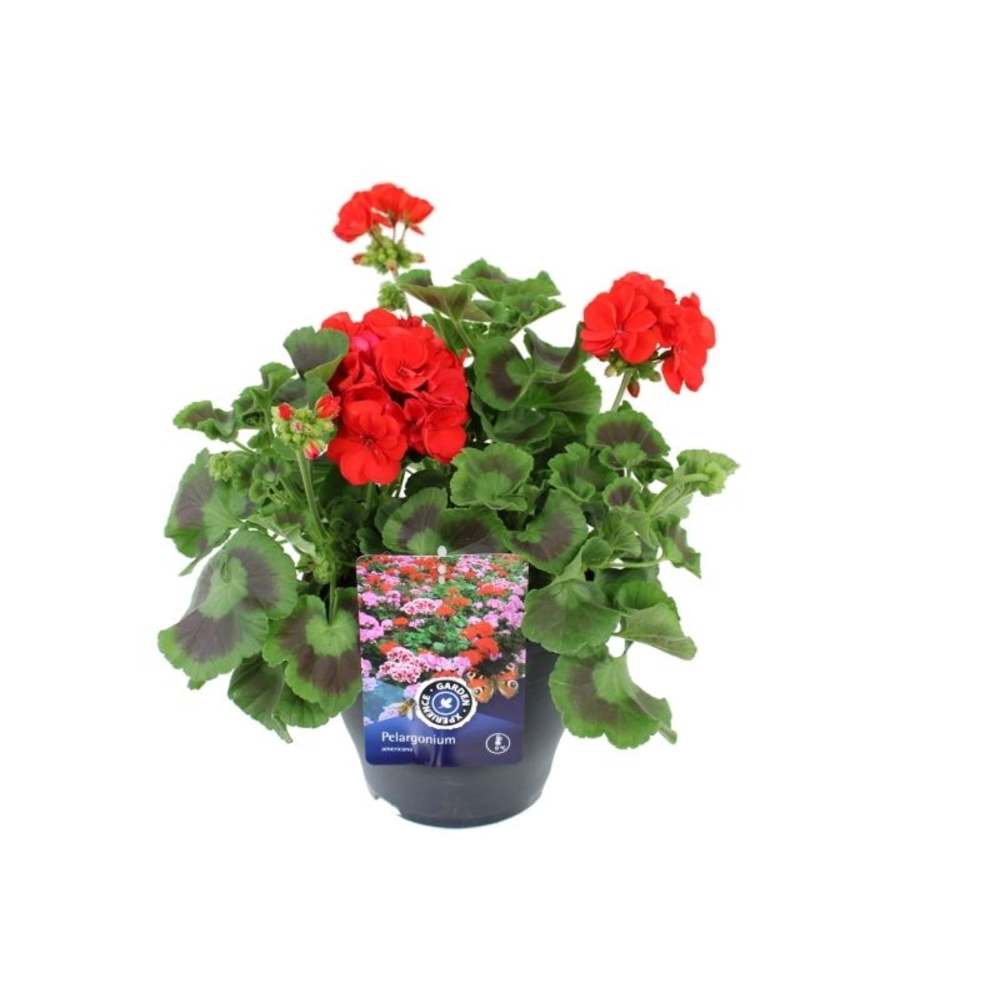 Pelargonium americana Deep Red.