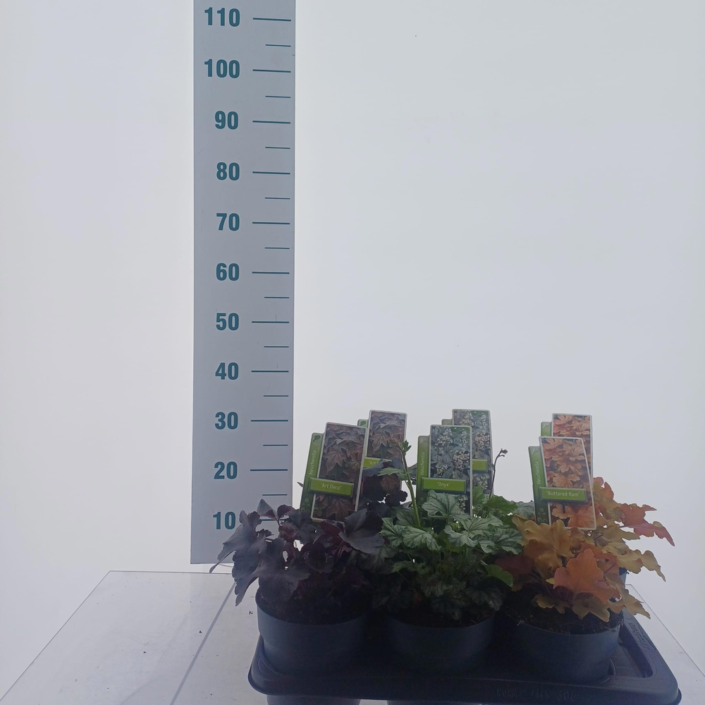 Heucheralla mix (minimum order one layer).