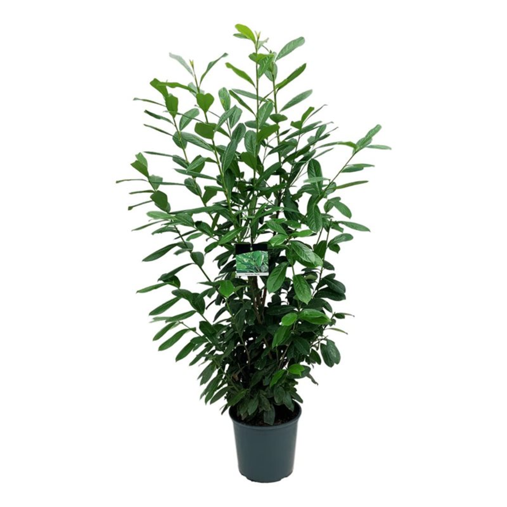 Prunus laur. 'Novita'.
