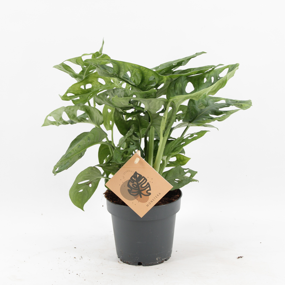 Monstera Monkey Leaf.