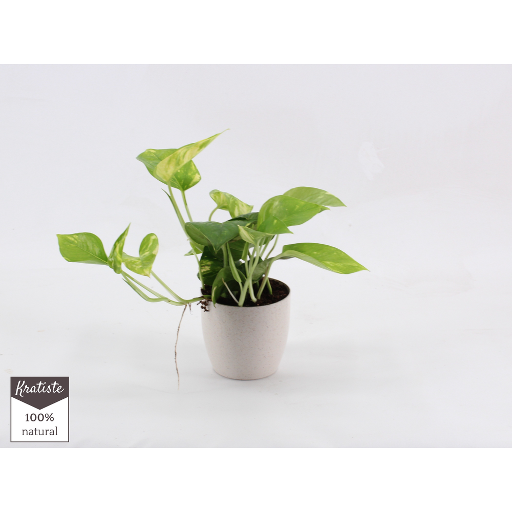 Epipremnum aureum bio pot.