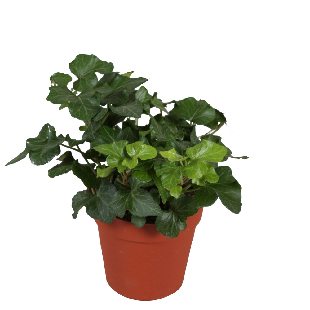 Hedera helix Green Wave.