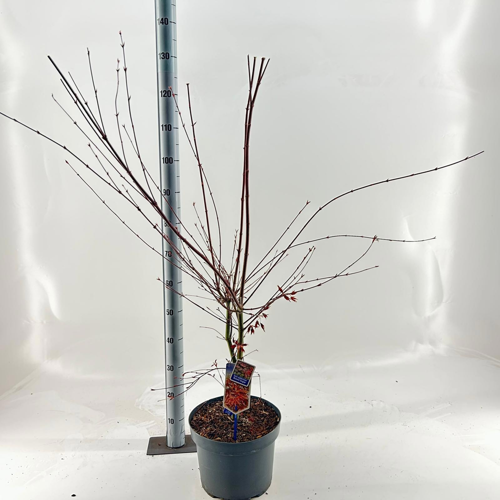 Acer pal. 'Brown Sugar PBR 'JWW7'.