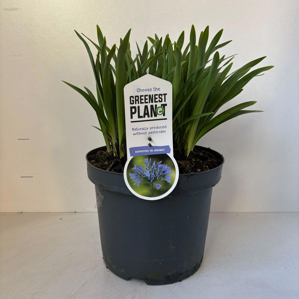 Agapanthus 'Dr Brouwer'.