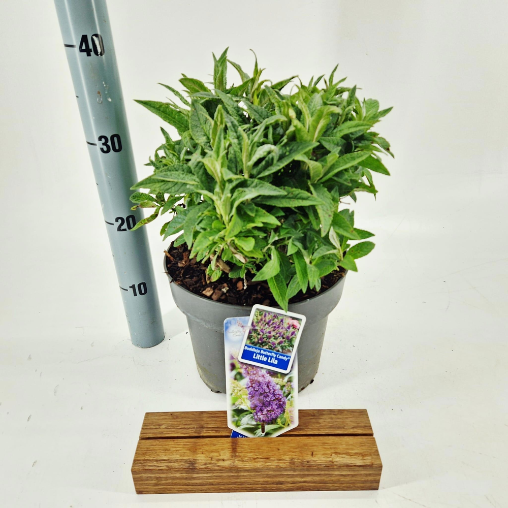 Buddleja d. Butt. Candy® Little Lila ('BotEx 004'P.