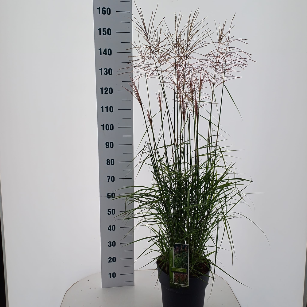 Miscanthus sin. 'Adagio'.