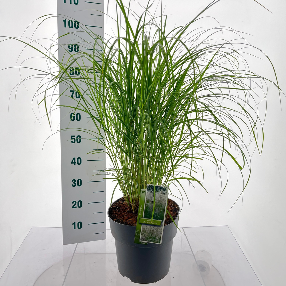 Miscanthus sin. 'Herman Mussel'.