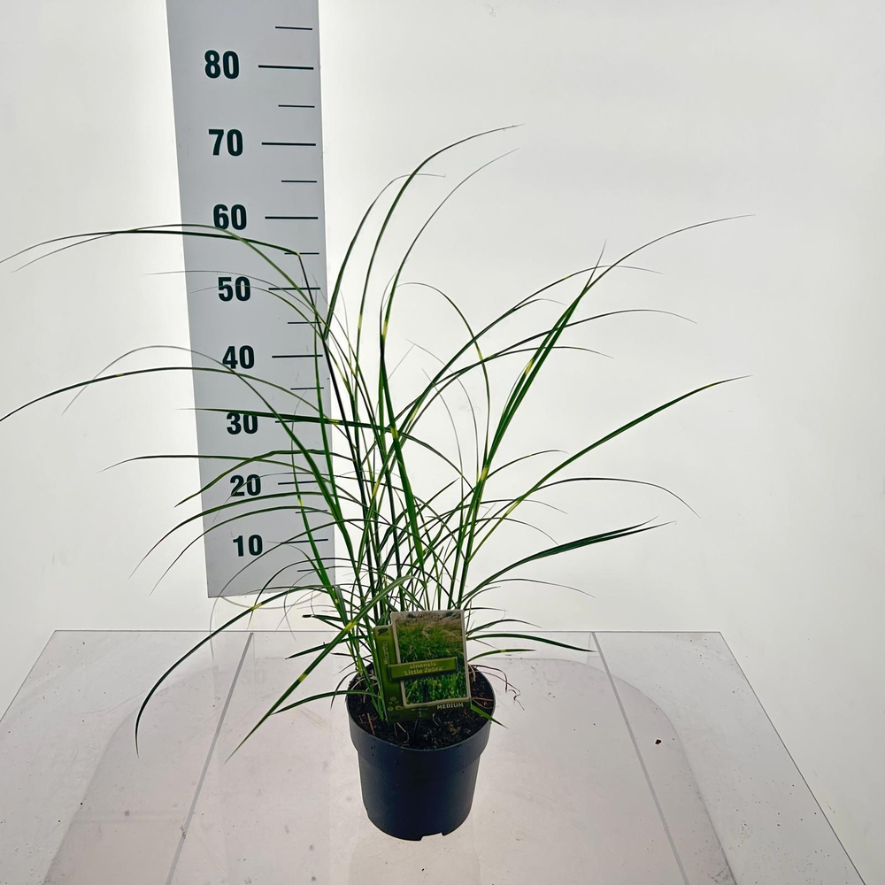 Miscanthus sin. 'Little Zebra'.