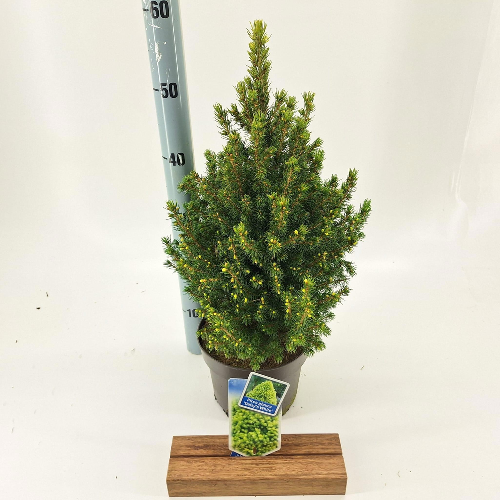 Picea glauca 'J.W. Daisy's White'.