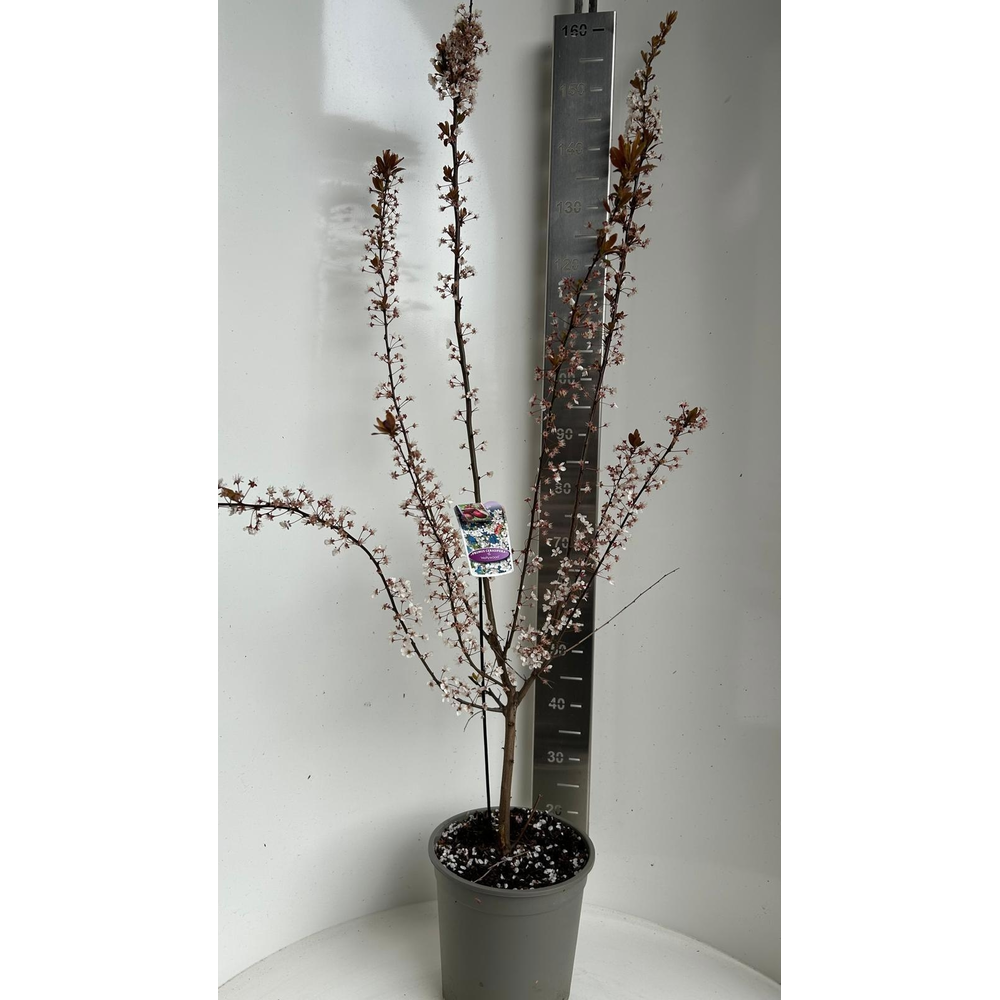 Prunus cerasifera 'Hollywood'.