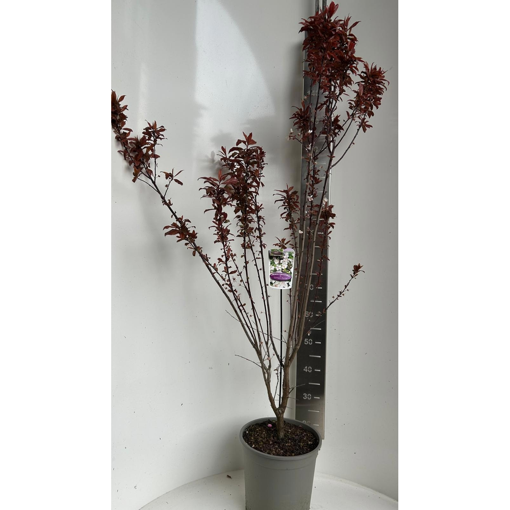 Prunus cerasifera 'Crimson Pointe'.