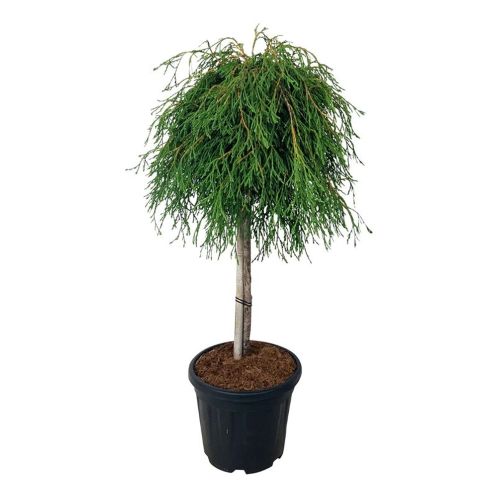 Thuja pl. 'Kager's Beauty'.