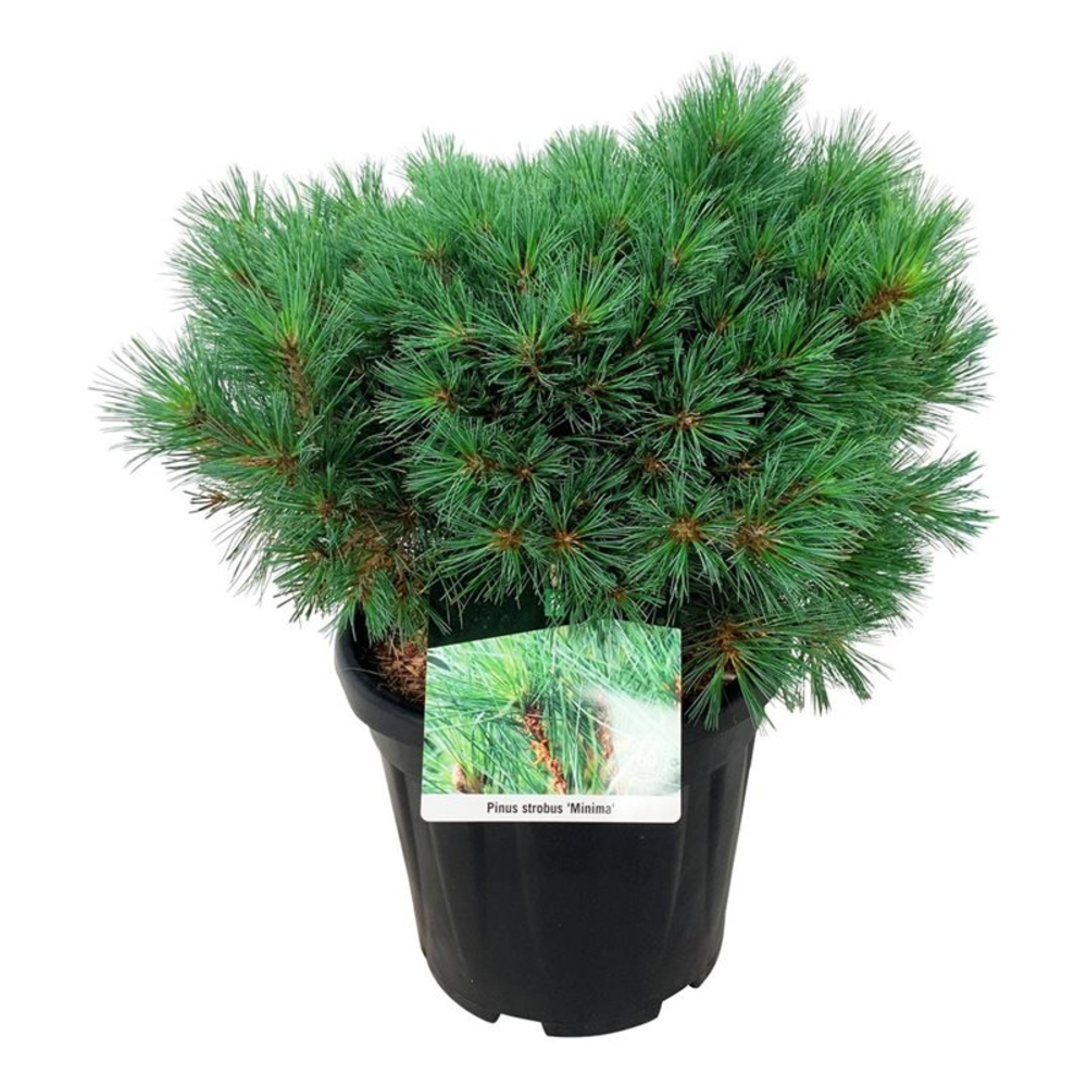 Pinus strobus 'Minima'.