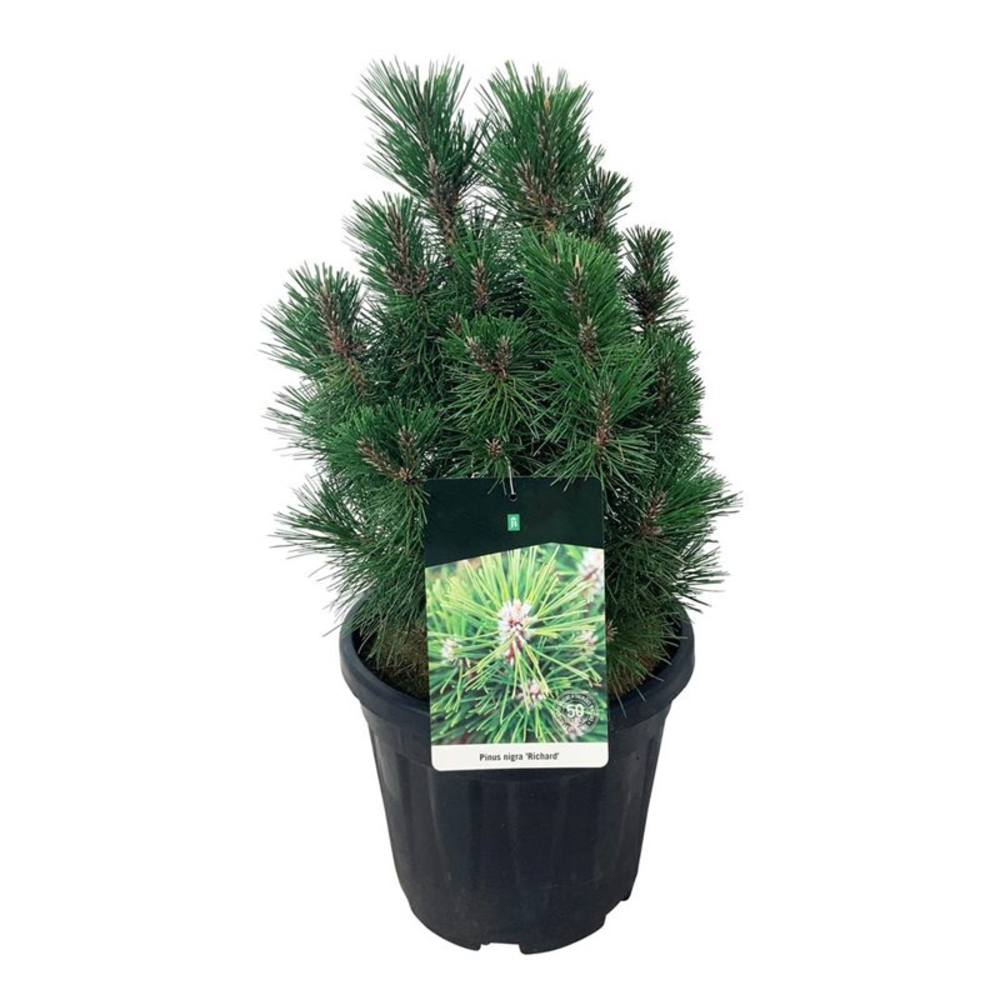 Pinus nigra 'Richard'.