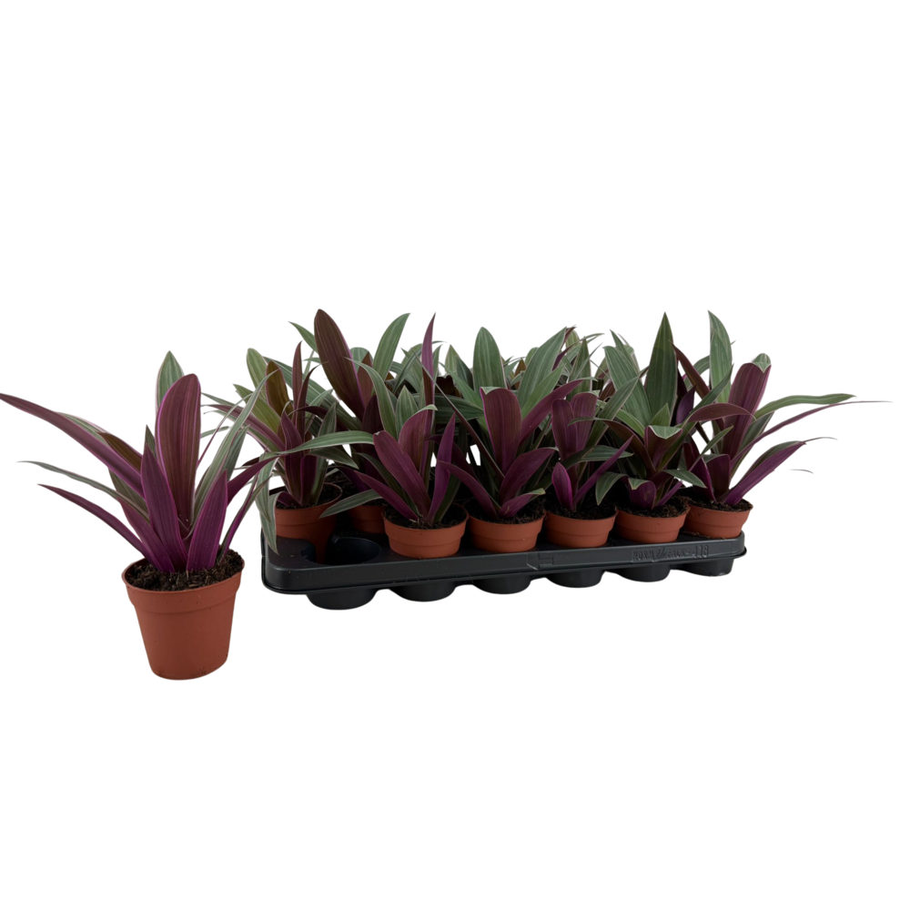 Tradescantia p9.