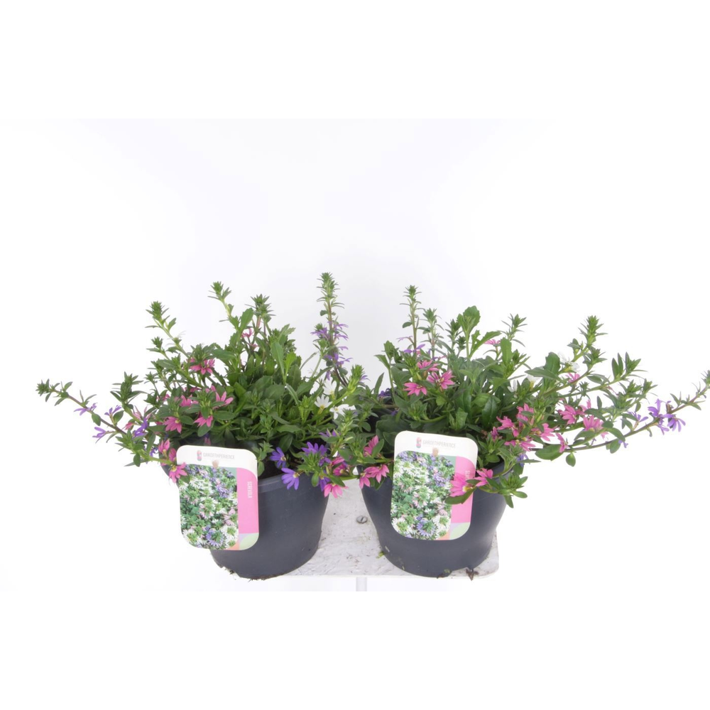 Scaevola aemula mix in pot.