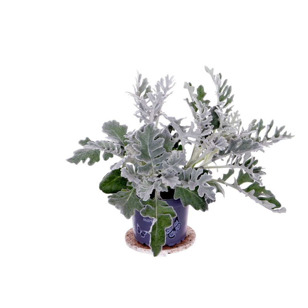 Senecio cineraria marit. silverdust.