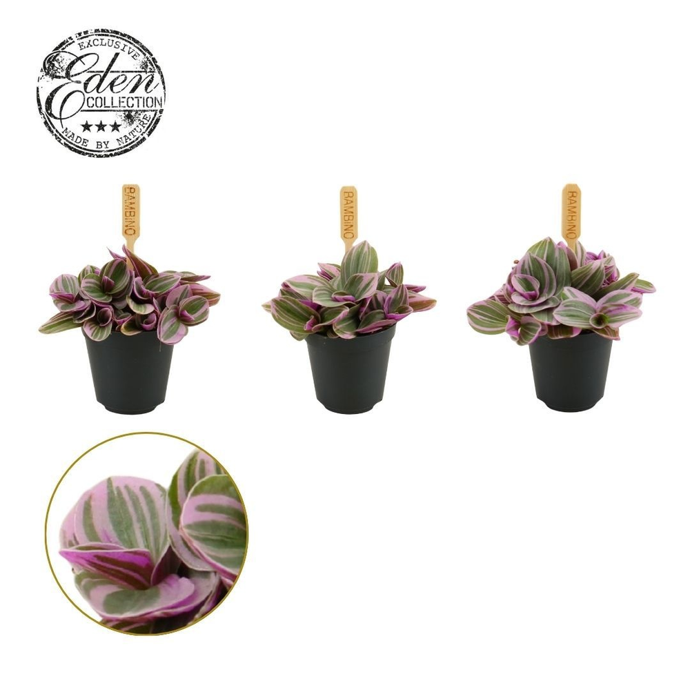Tradescantia Sweetness 5,5cm.