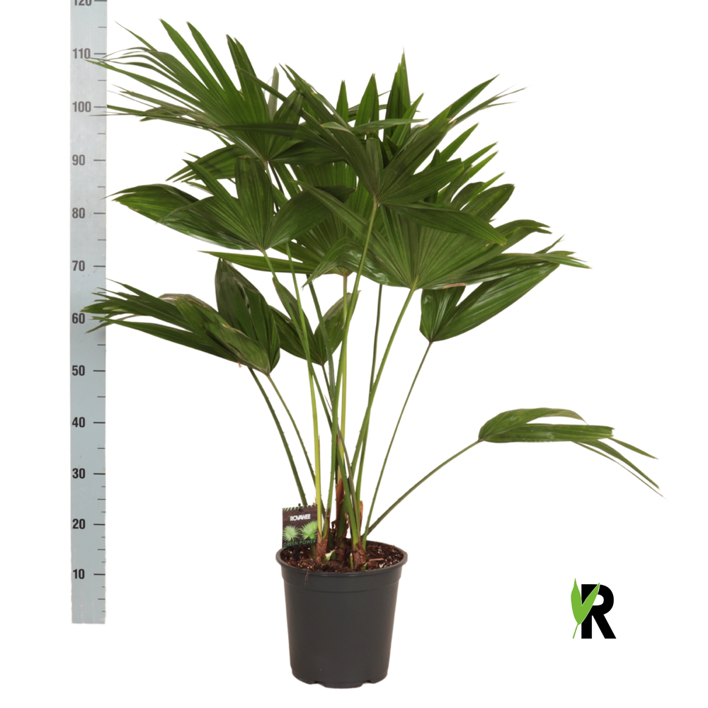 Livistona chinensis 3 pp.
