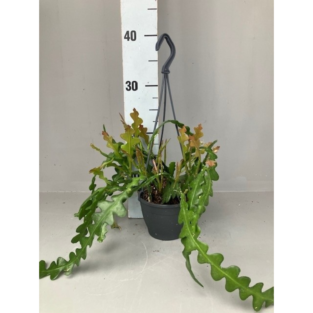 Epi. ANGULIGER HANG.