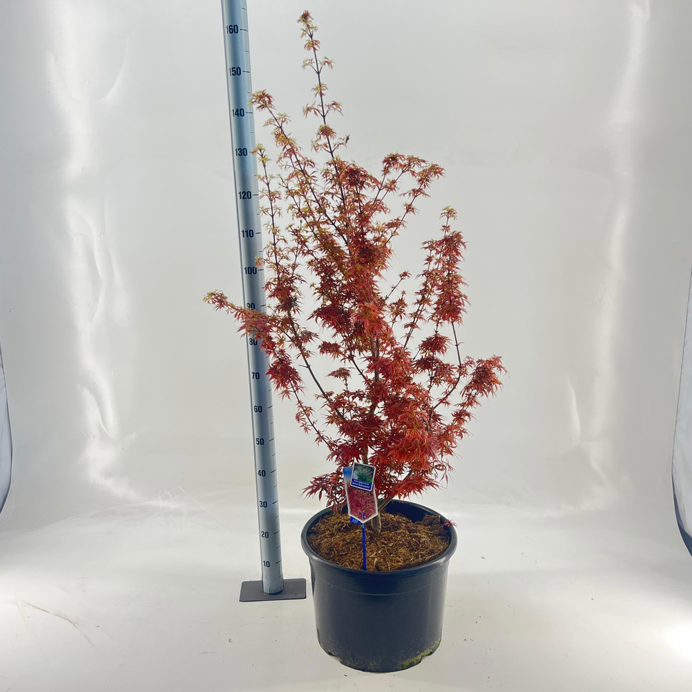 Acer pal. 'Jerre Schwartz'.