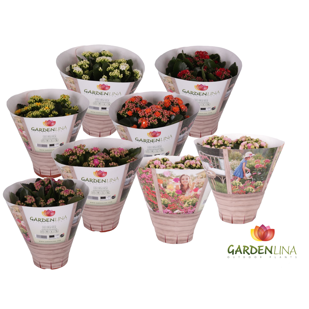 Kp-800.1 MX - Kalanchoe Gardenlina mix in luxe kok.