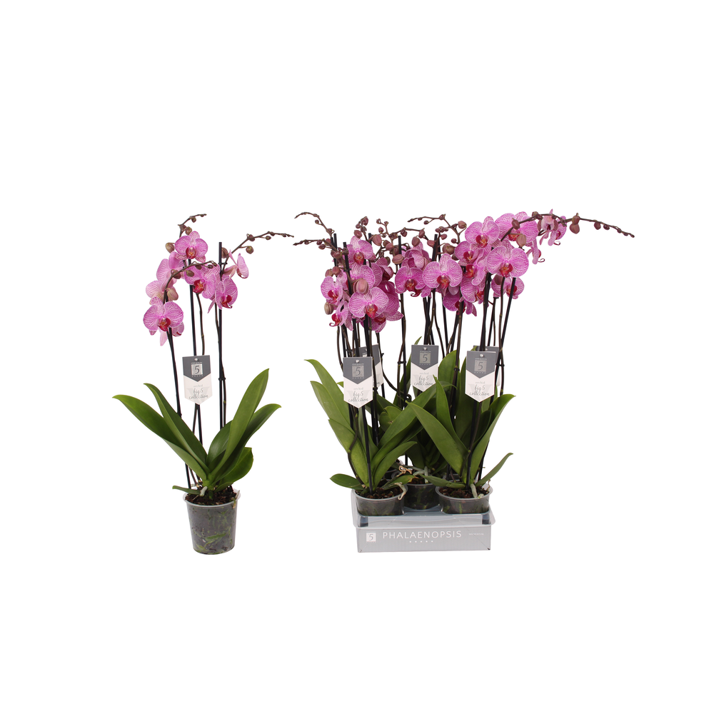 Phalaenopsis Prague, 3-spike 22+.