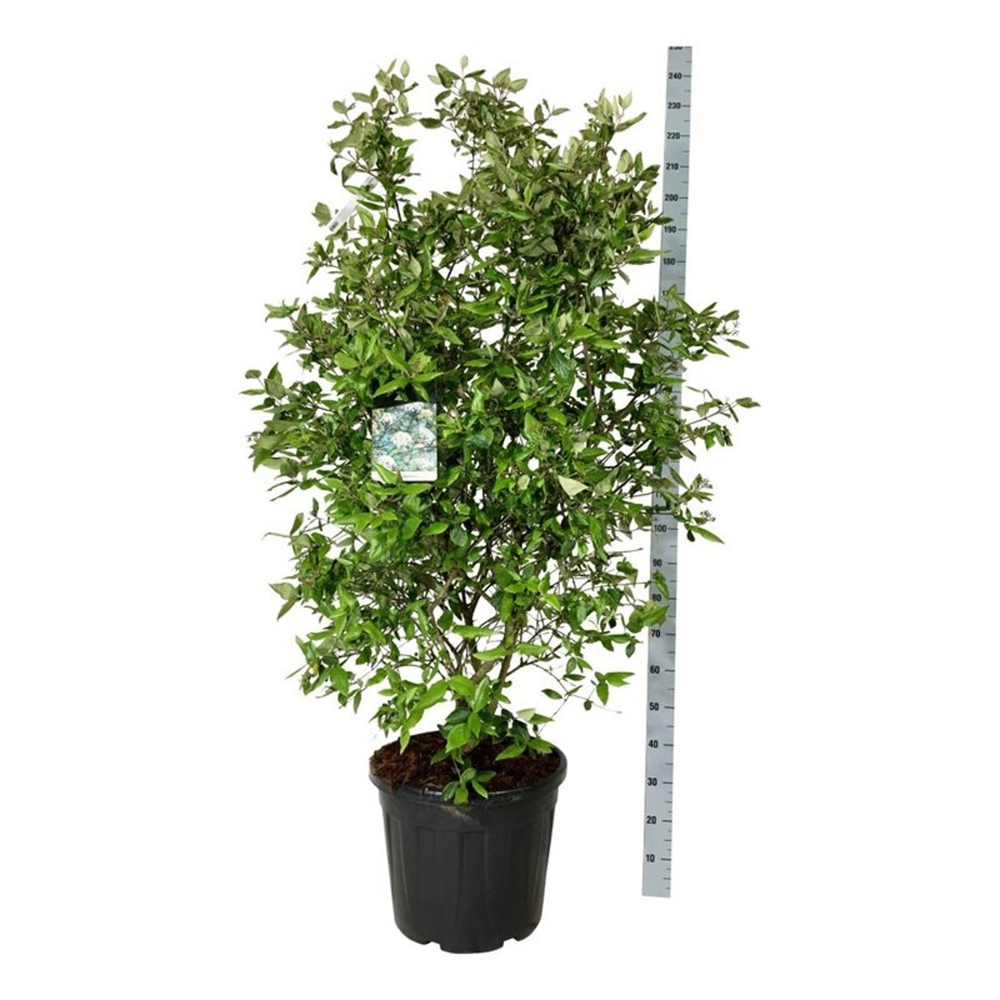 Viburnum burkwoodii.