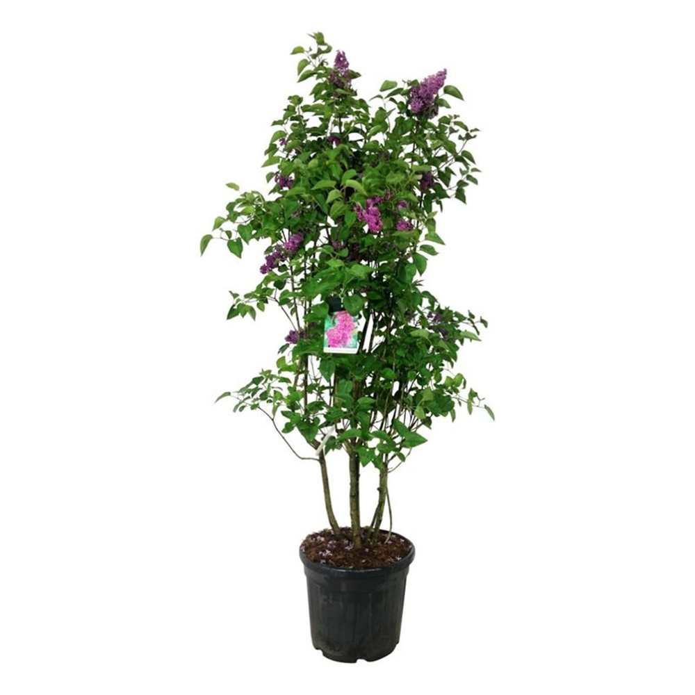 Syringa v. 'And. an Ludwig Späth'.
