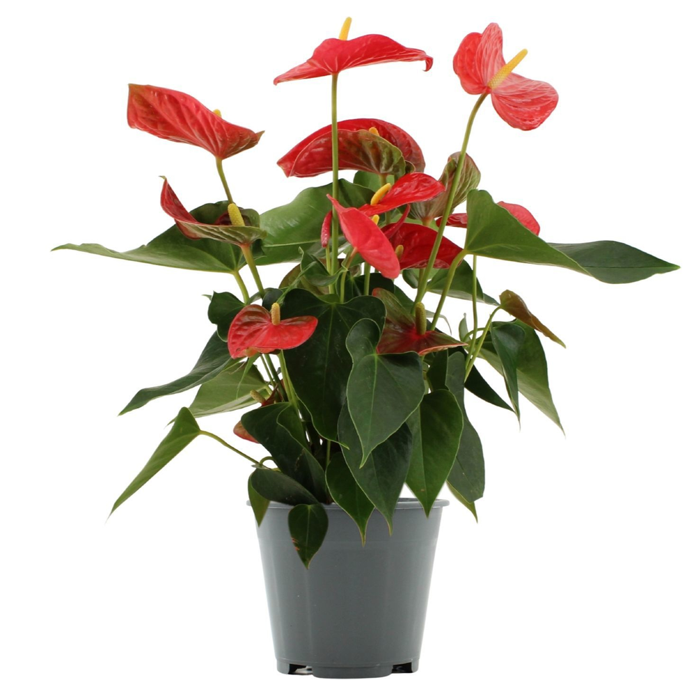 Anthurium Casparo in Transparant sleeve.