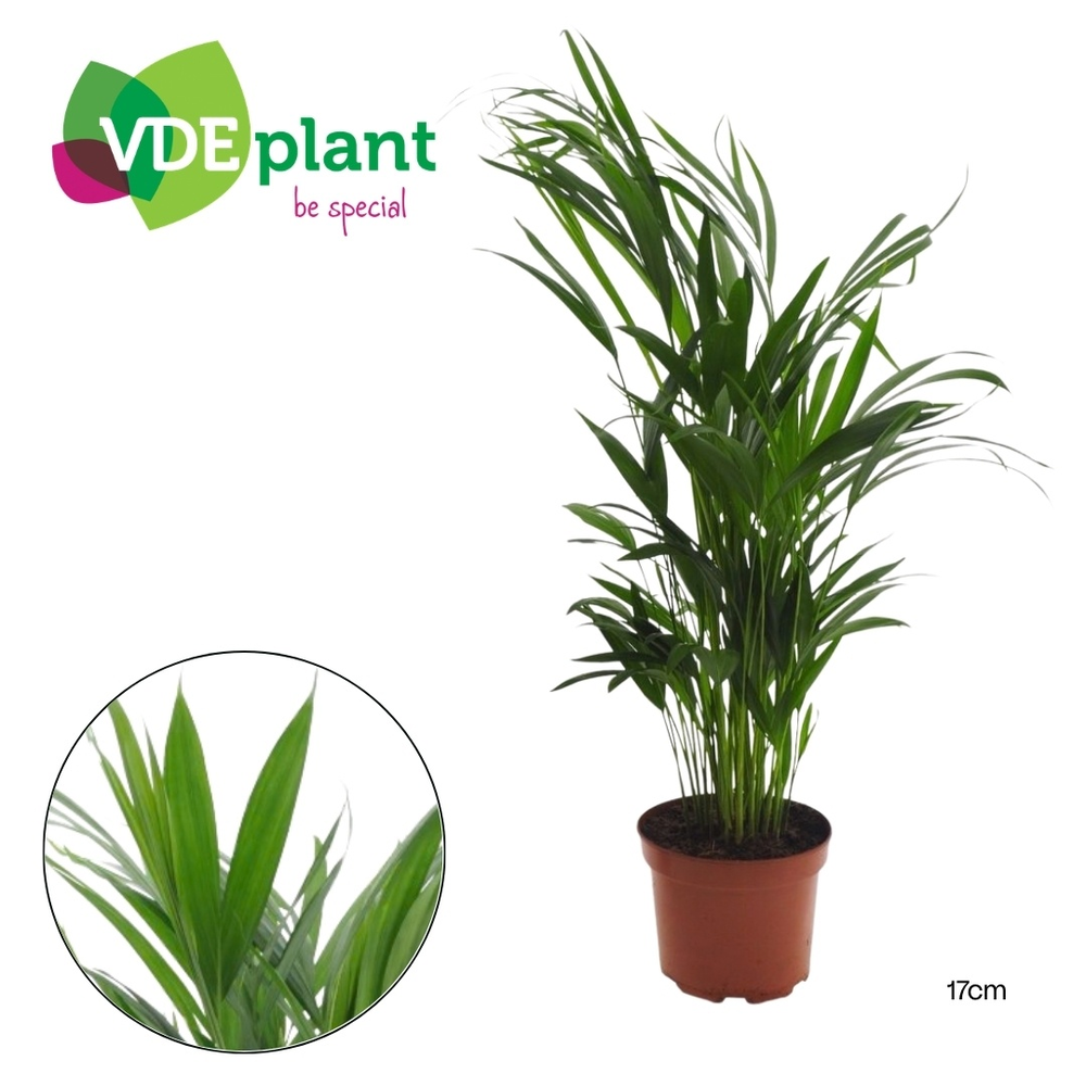 Dypsis lutescens (Areca) 17cm (zonder hoes).