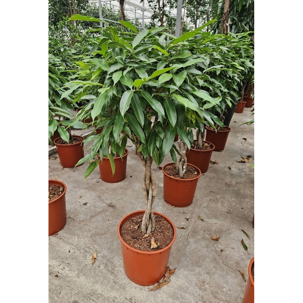 Ficus Amstel King.